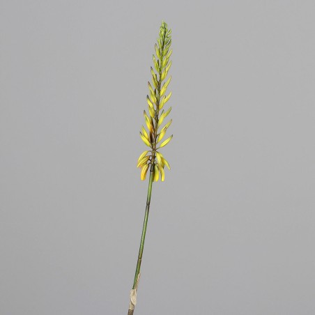 Aloe in ramo - 81 Cm / Giallo e verde