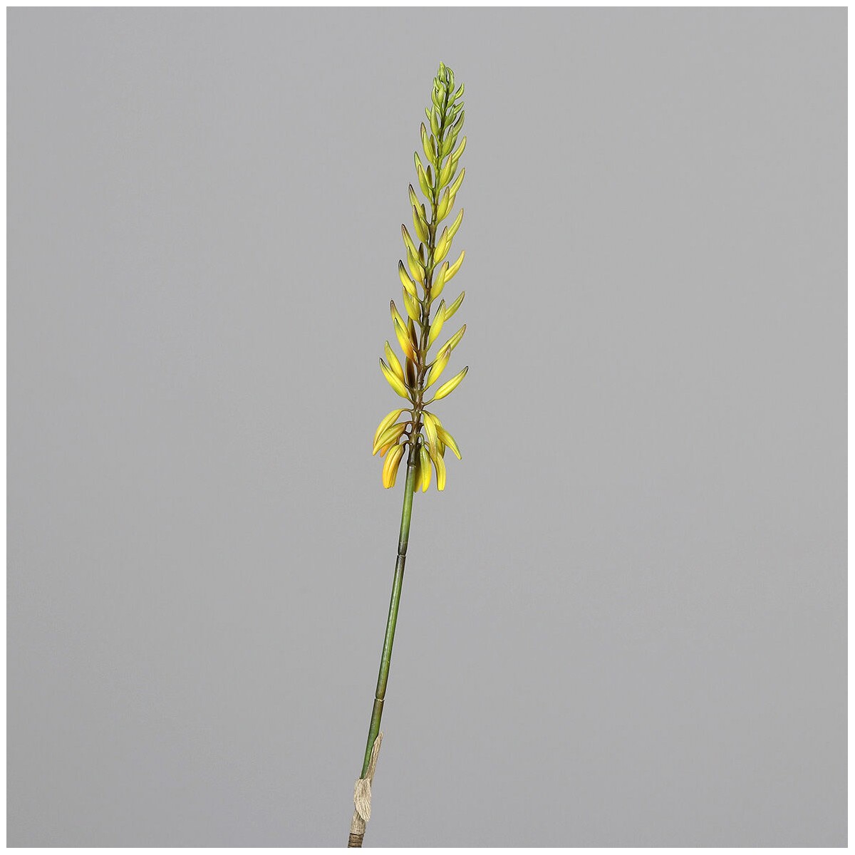 Aloe in ramo - 81 Cm / Giallo e verde