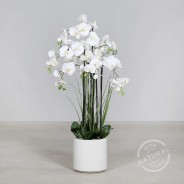 Orchidea Phalaenopsis in vaso - 120 Cm / Bianco