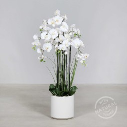 Orchidea Phalaenopsis in vaso - 120 Cm / Bianco