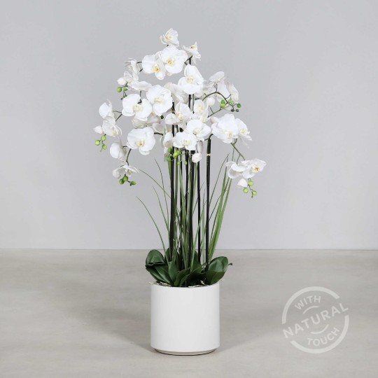 Orchidea Phalaenopsis in vaso - 120 Cm / Bianco