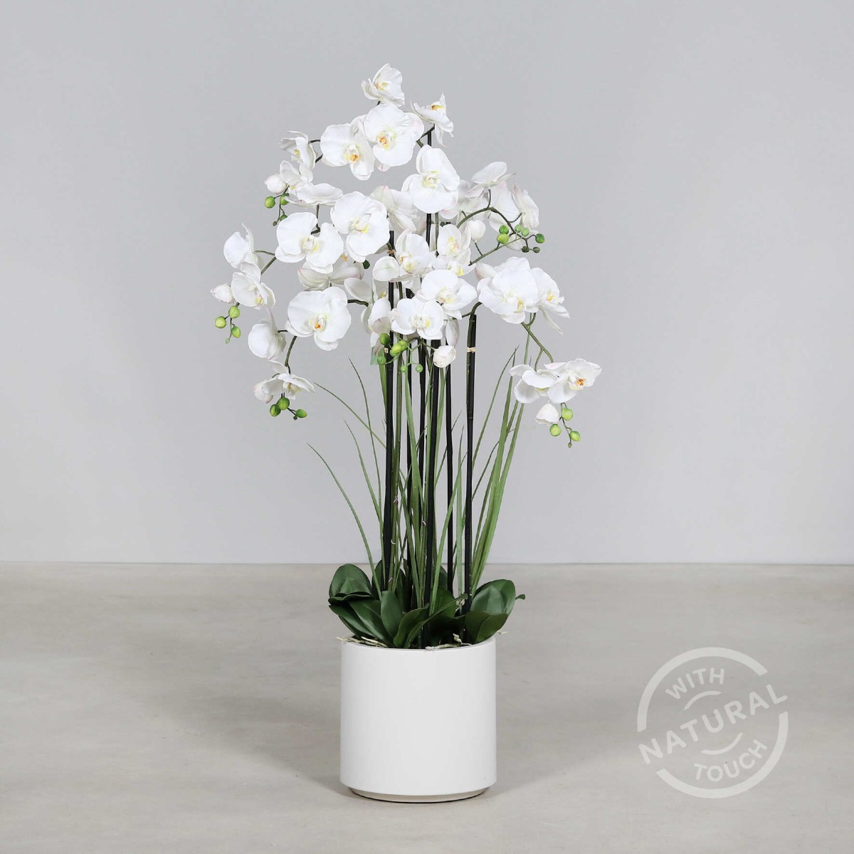 Orchidea Phalaenopsis in vaso - 120 Cm / Bianco