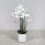 Orchidea Phalaenopsis in vaso - 120 Cm / Bianco