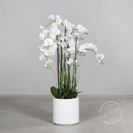 Orchidea Phalaenopsis in vaso - 134 Cm / Bianco