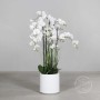 Orchidea Phalaenopsis in vaso - 134 Cm / Bianco