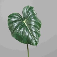 Alocasia in foglia - 85 Cm / Verde