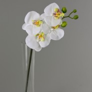 Orchidea Phalaenopsis in ramo - 45 Cm / Bianco