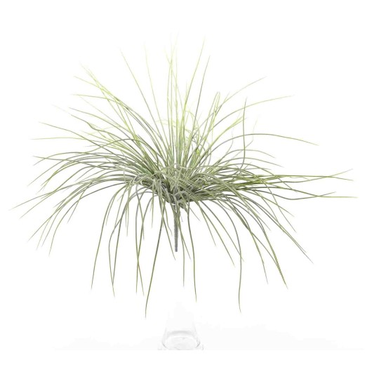 Beargrass in mazzo - 50 Cm