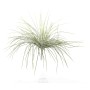 Beargrass in mazzo - 50 Cm