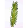 Cycas foglia - 70 Cm / Verde