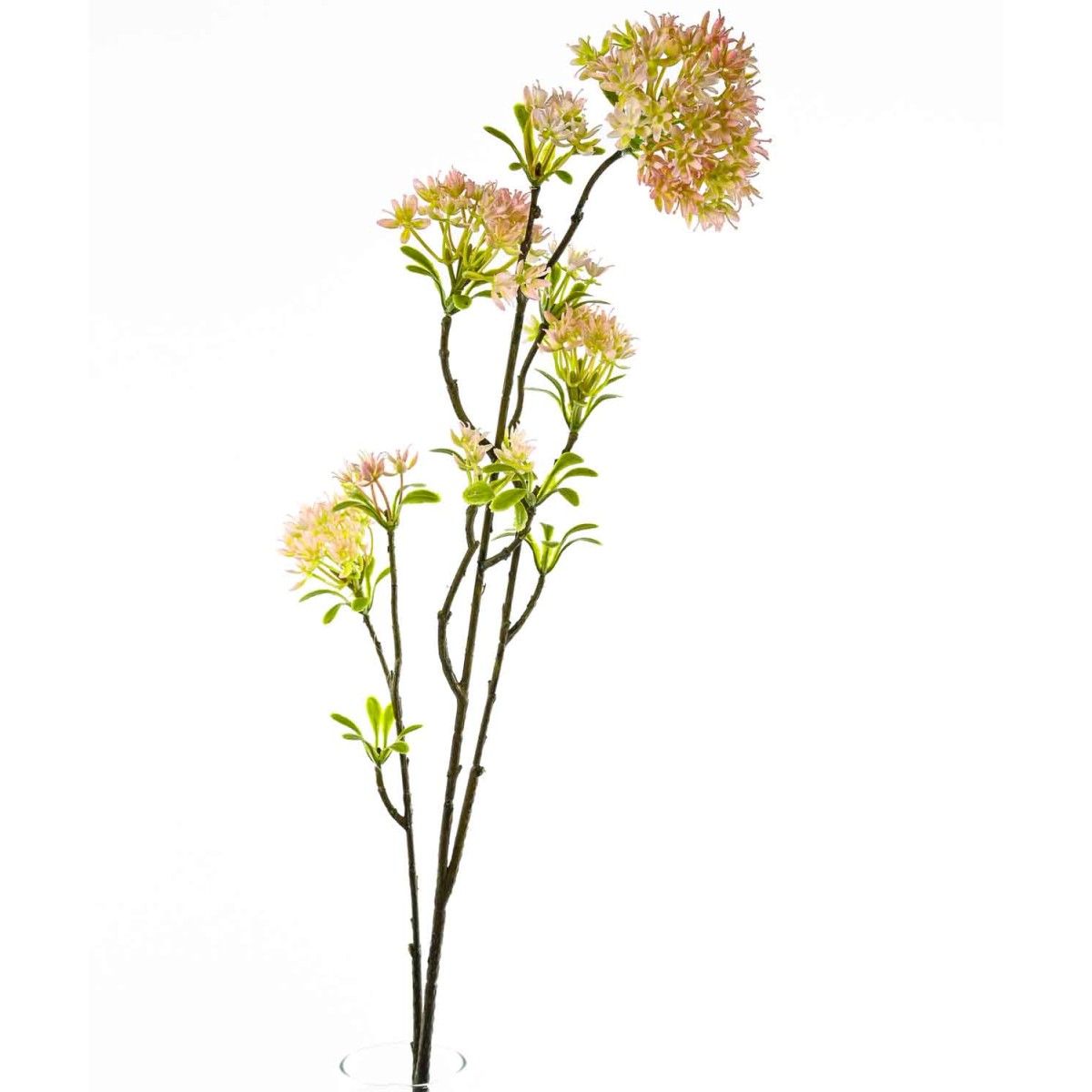 Bouvardia ramificata - 85 Cm / Giallo