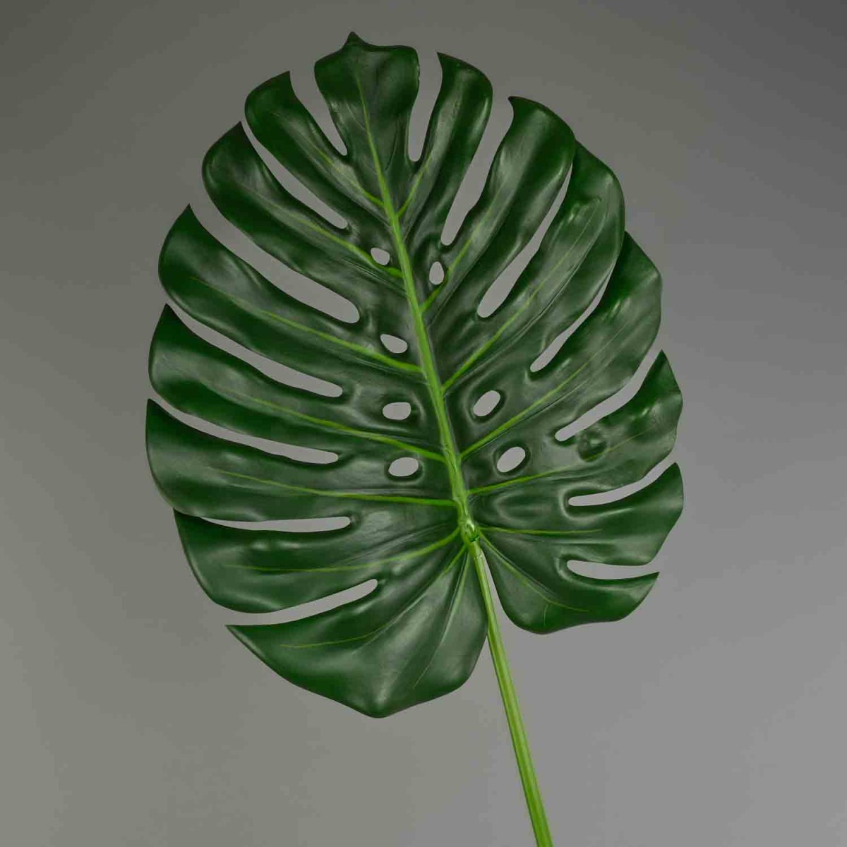 Monstera in foglia - 103 Cm / Verde