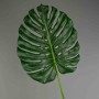 Monstera in foglia - 103 Cm / Verde