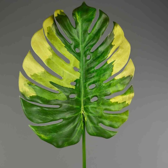 Monstera in foglia - 103 Cm / Verde-giallo