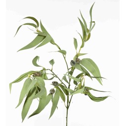 Eucalipto in ramo con bacche e foglie