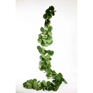 Eucalipto in festone - 190 Cm / Verde