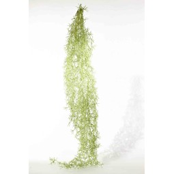 Tillandsia in mazzo cadente - 140 Cm / Verde