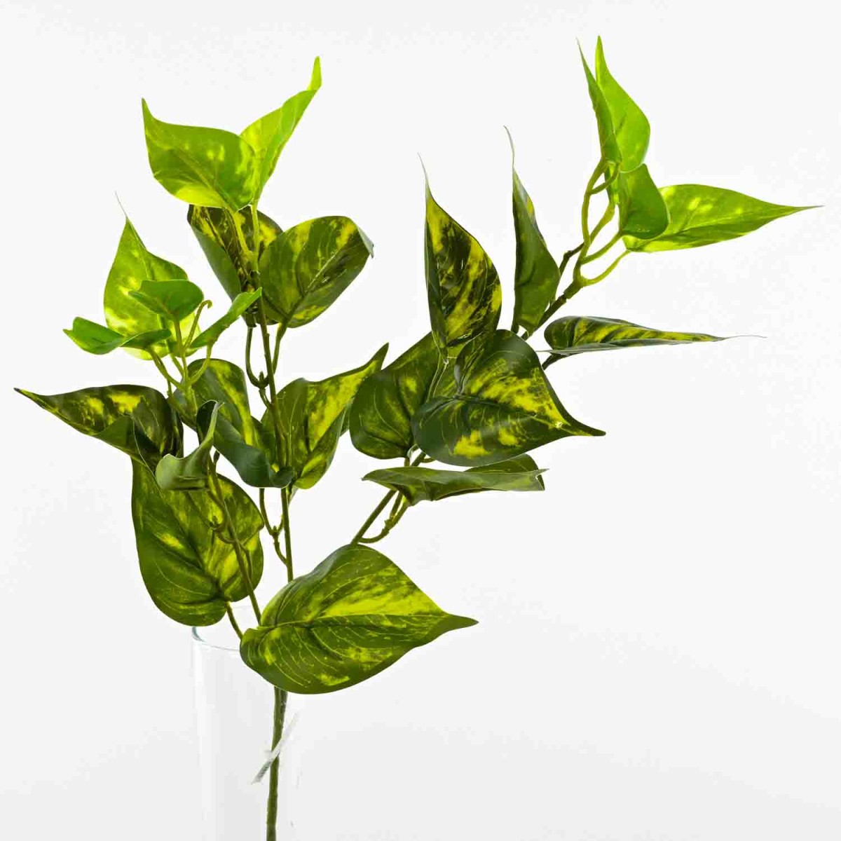 Pothos in ramo - 67 Cm / Verde