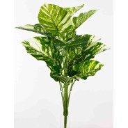 Pothos in mazzo - 60 Cm / Verde