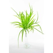 Tillandsia in mazzo - 48 Cm / Verde