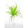 Tillandsia in mazzo - 48 Cm / Verde