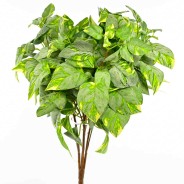 Pothos in mazzo -50 Cm / Variegato