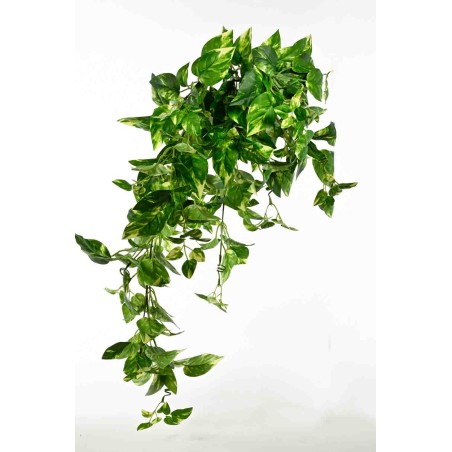 Pothos in mazzo cadente - 85 Cm / Variegato