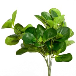 Pilea (pianta delle monete) in mazzo - 40 Cm / Verde
