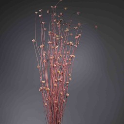 Centaurea essicata - 150 G / Rosa scuro