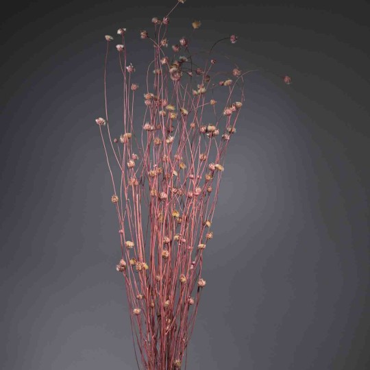 Centaurea essicata - 150 G / Rosa scuro