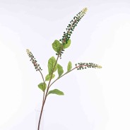 Phytolacca ramificata - 100 Cm - Verde