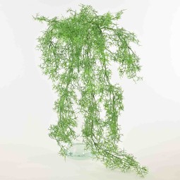 Asparagus in mazzo cadente - 79 Cm / Verde