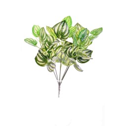 Mazzo di Peperonia verde screziata