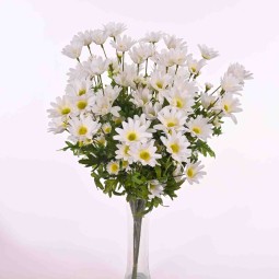 Margherita in mazzo con 6 steli e 5 rami in due colori - Bianco