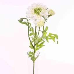 Scabiosa in ramo da 60 Cm in diversi colori - Bianco