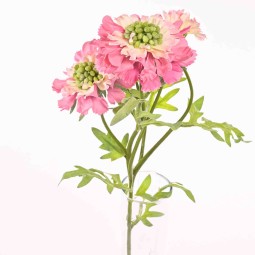 Scabiosa in ramo da 60 Cm in diversi colori - Rosa