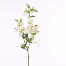 Pisello odoroso in stelo 72 CM - 2 Colori - Bianco