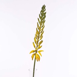 Aloe in ramo - 81 Cm / Giallo e verde