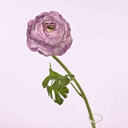 Ranuncolo a stelo  - 44 CM in diversi colori - Lavanda