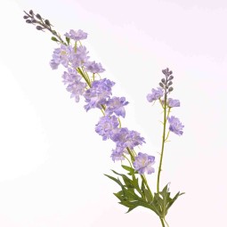 Delphinium in stelo 79 cm - Vari Colori  - Lavanda
