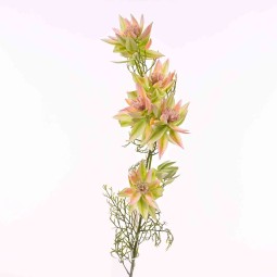 Lecodendro serruria ramificato a stelo 66 cm in diversi colori - Verde