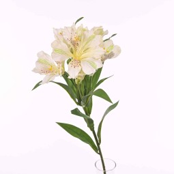 Alstromeria in ramo con 7 fiori  - 78 Cm  in diversi colori - Bianco