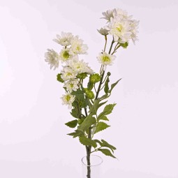 Margherite in mazzo con 3 steli ramificati in vari colori - Bianco