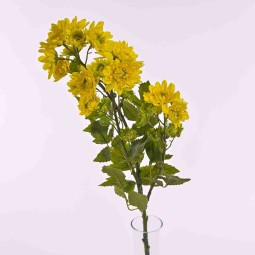 Margherite in mazzo con 3 steli ramificati in vari colori - Giallo