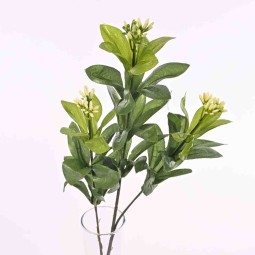 Lauro di Monte verde CM. 66