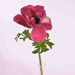 Anemone in stelo singolo 46 cm. in vari colori  - Fucsia