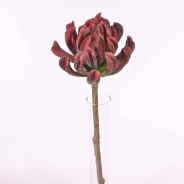 Succulenta a foglie arrotondate - 56 Cm / Bordeaux