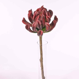 Succulenta a foglie arrotondate - 56 Cm / Bordeaux