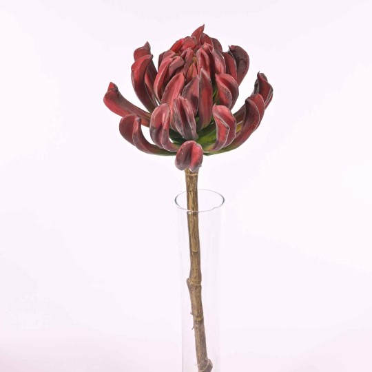 Succulenta a foglie arrotondate - 56 Cm / Bordeaux