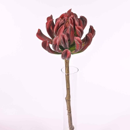 Succulenta a foglie arrotondate - 56 Cm / Bordeaux
